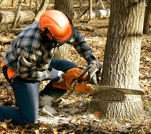 Tree Removal in Nicolaus, CA